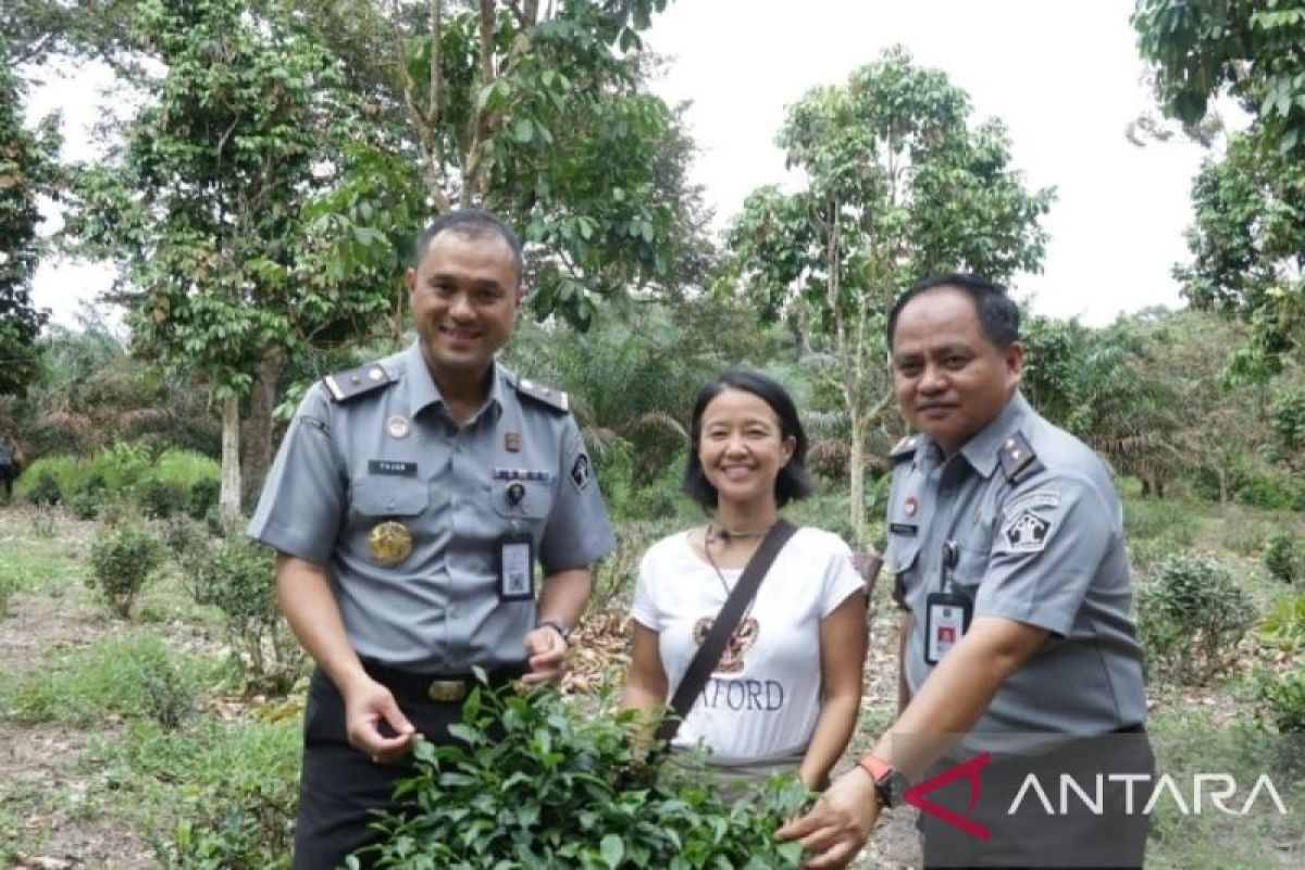 Kemenkumham Babel dorong Pemda Bangka Barat daftarkan Teh Tayu jadi Indikasi Geografis