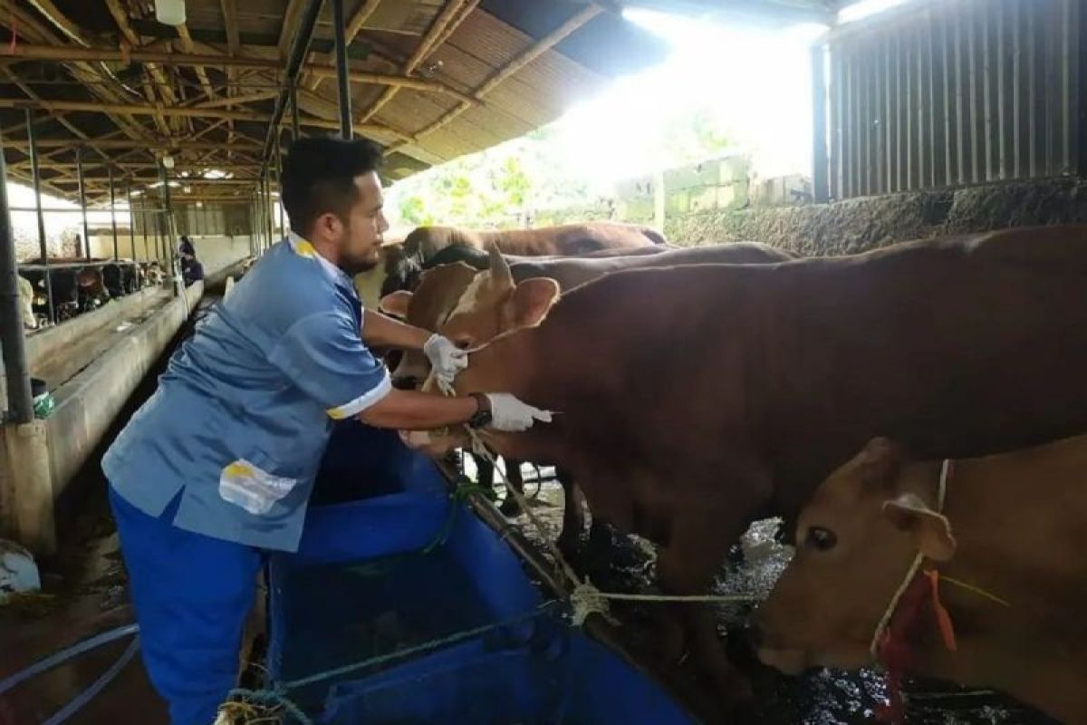 Cegah PMK, DKP Kota Tangerang targetkan vaksinasi 2.000 sapi