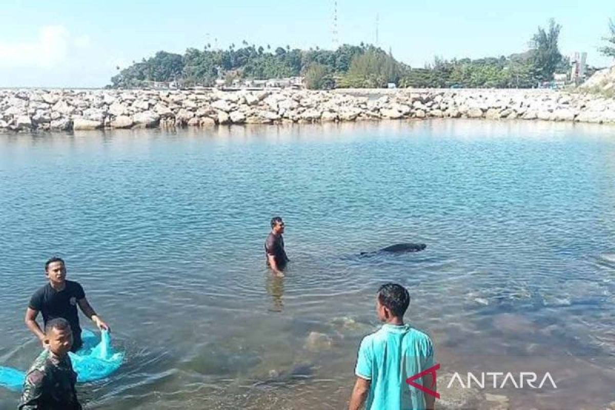 Seekor lumba-lumba terdampar dalam keadaan luka di Aceh Selatan