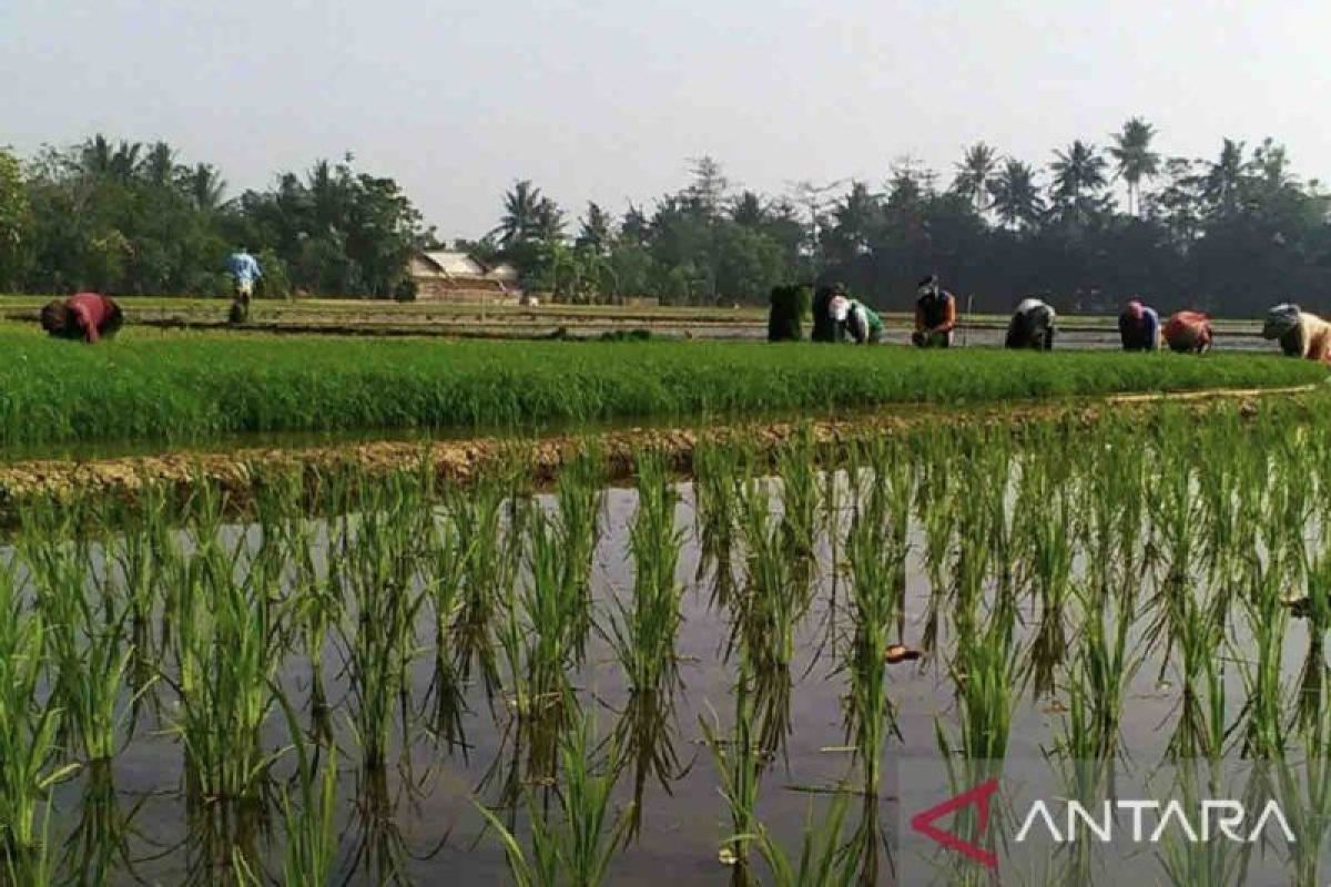 Kementan optimalkan lahan rawa tingkatkan produksi pertanian