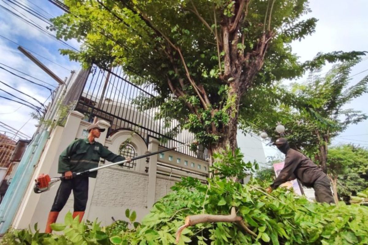 DLH Surabaya lakukan perantingan antisipasi pohon tumbang