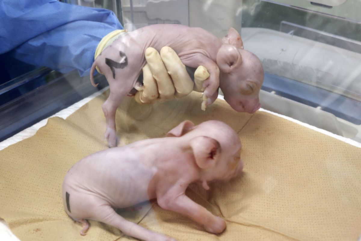 Jepang biakkan babi untuk cangkok organ ke manusia untuk pertama kali