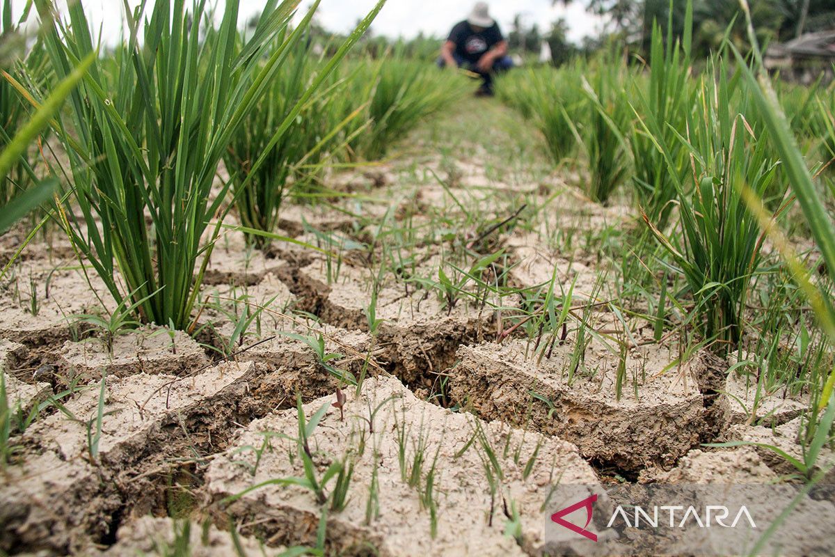 FOTO - Sawah petani kekeringan