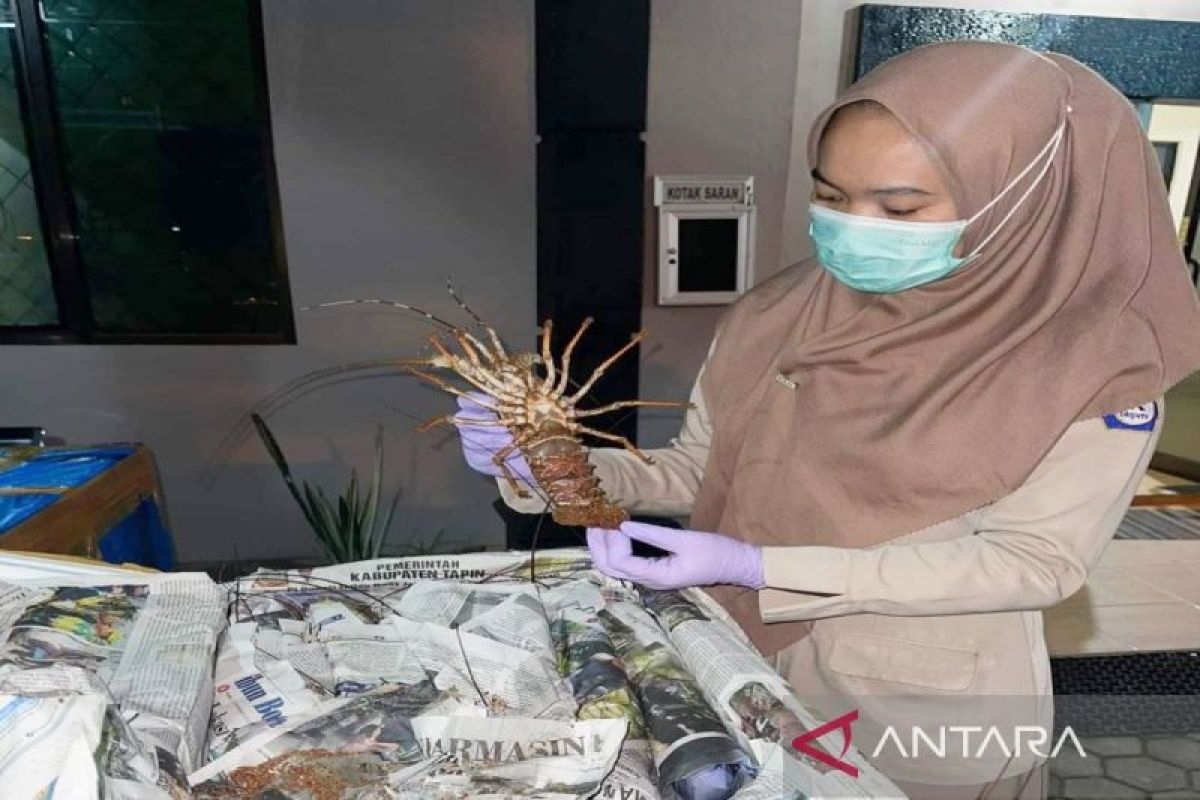 Karantina Kalsel memeriksa ratusan lobster tujuan Jakarta