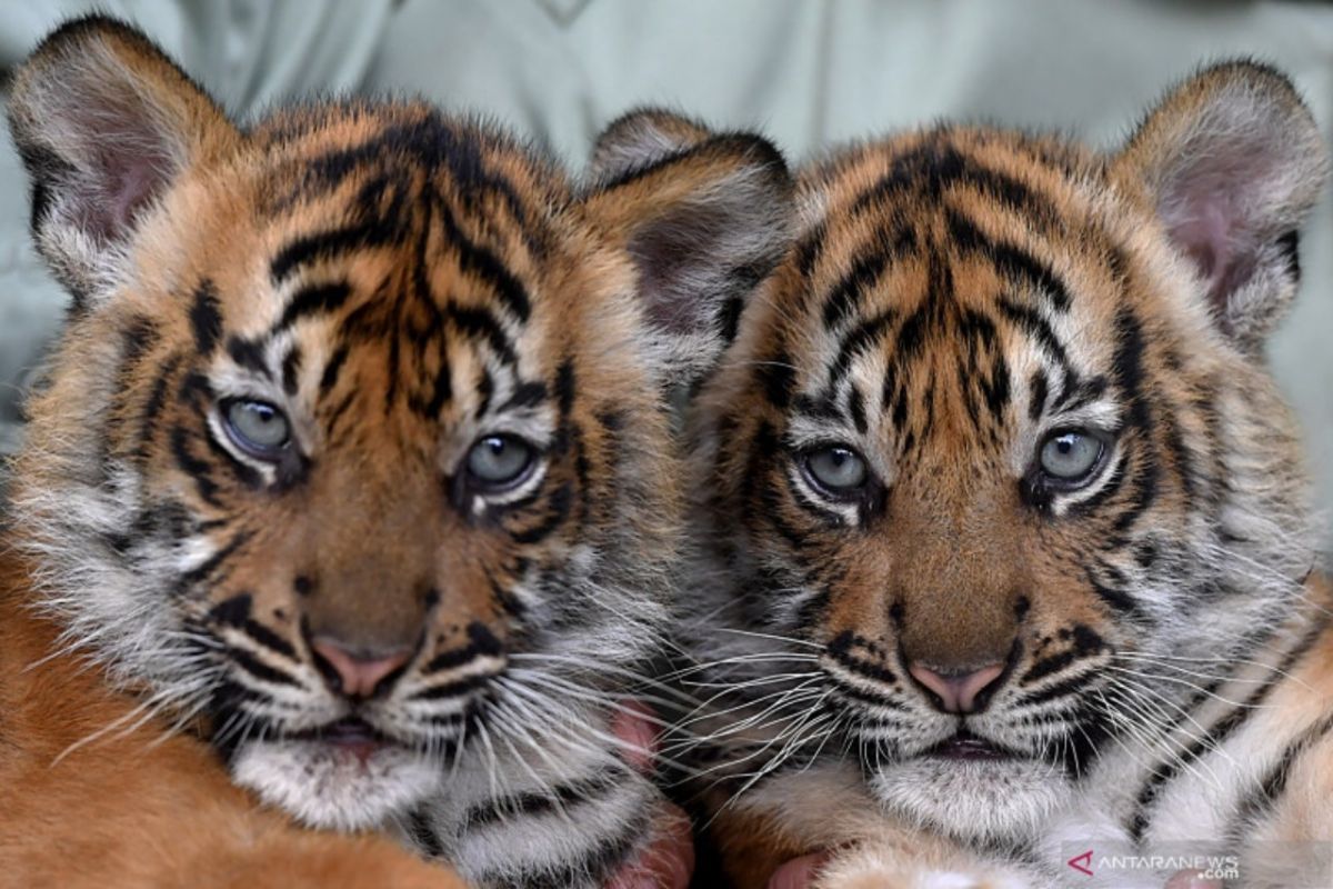 Wali Kota Medan sebut Medan Zoo gagal membiakkan  harimau