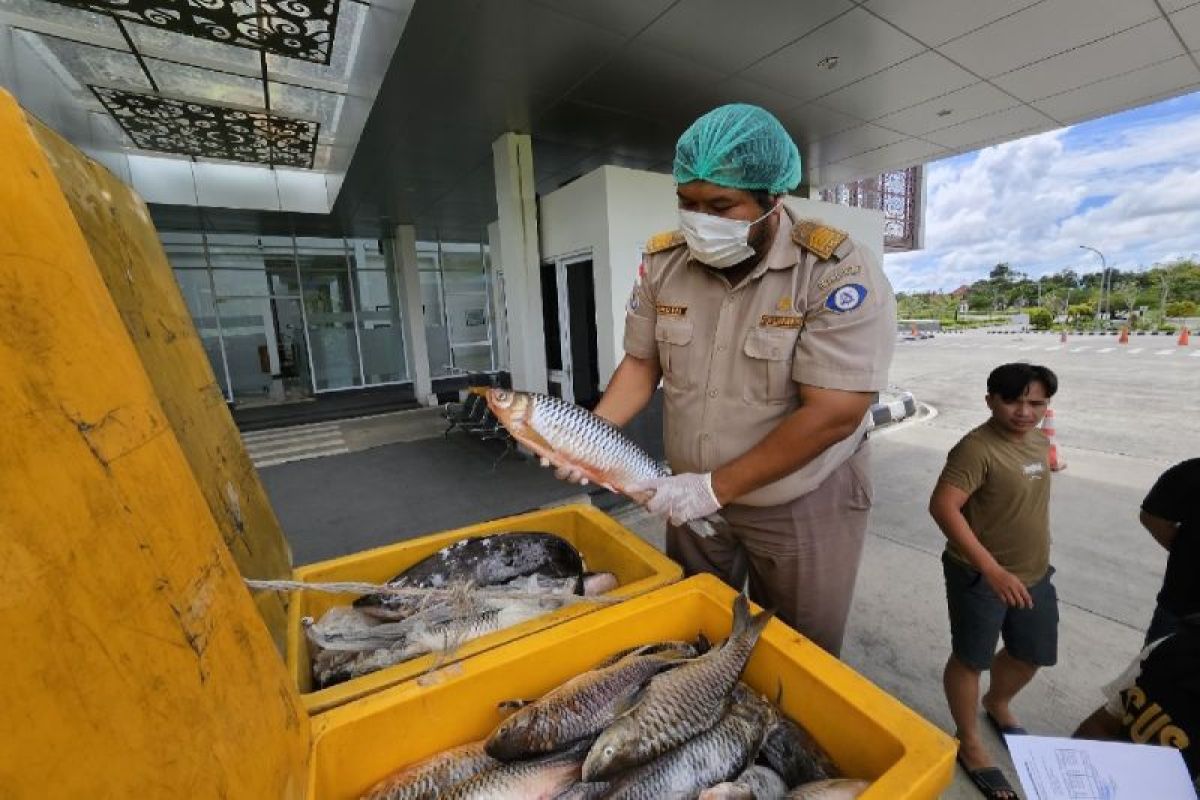 Kapuas Hulu ekspor 6,9 ton ikan lewat pintu perbatasan Kalbar-Malaysia