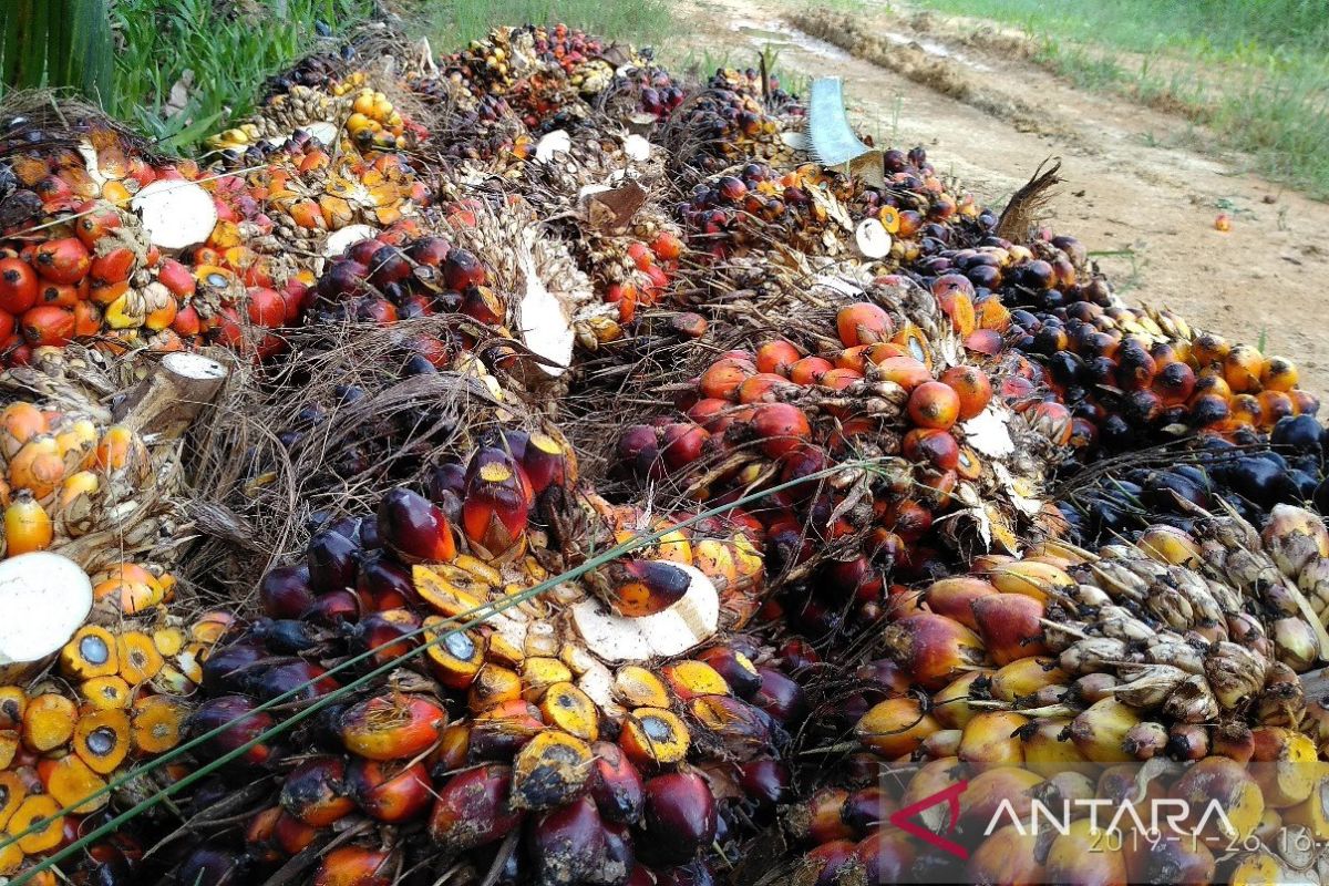 Harga TBS Kaltim terus naik menjadi Rp2.358,01 per kg