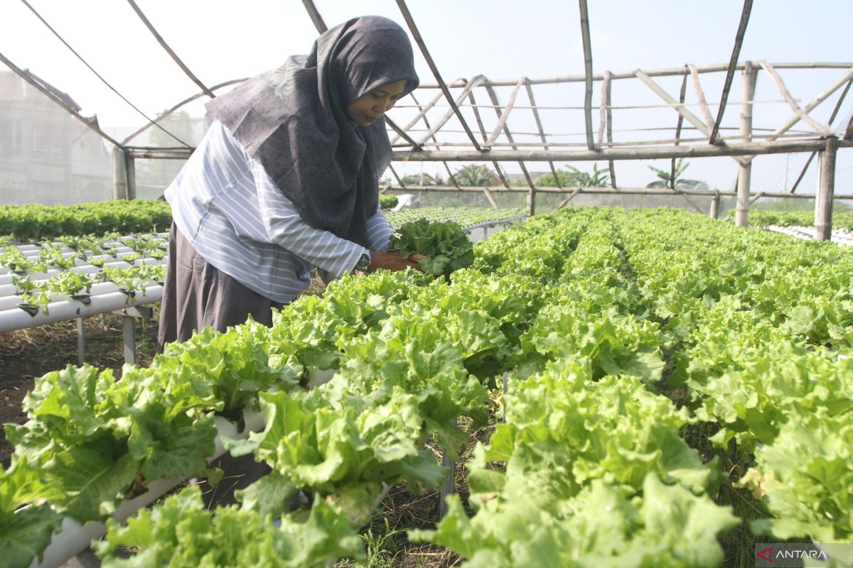 Pemerintah perlu mempermudah akses lahan untuk petani milenial