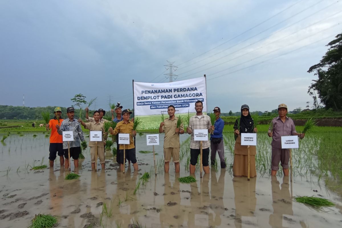 Dinas Pertanian Kulon Progo sedang uji coba penanaman padi Gamagora di Tucsono