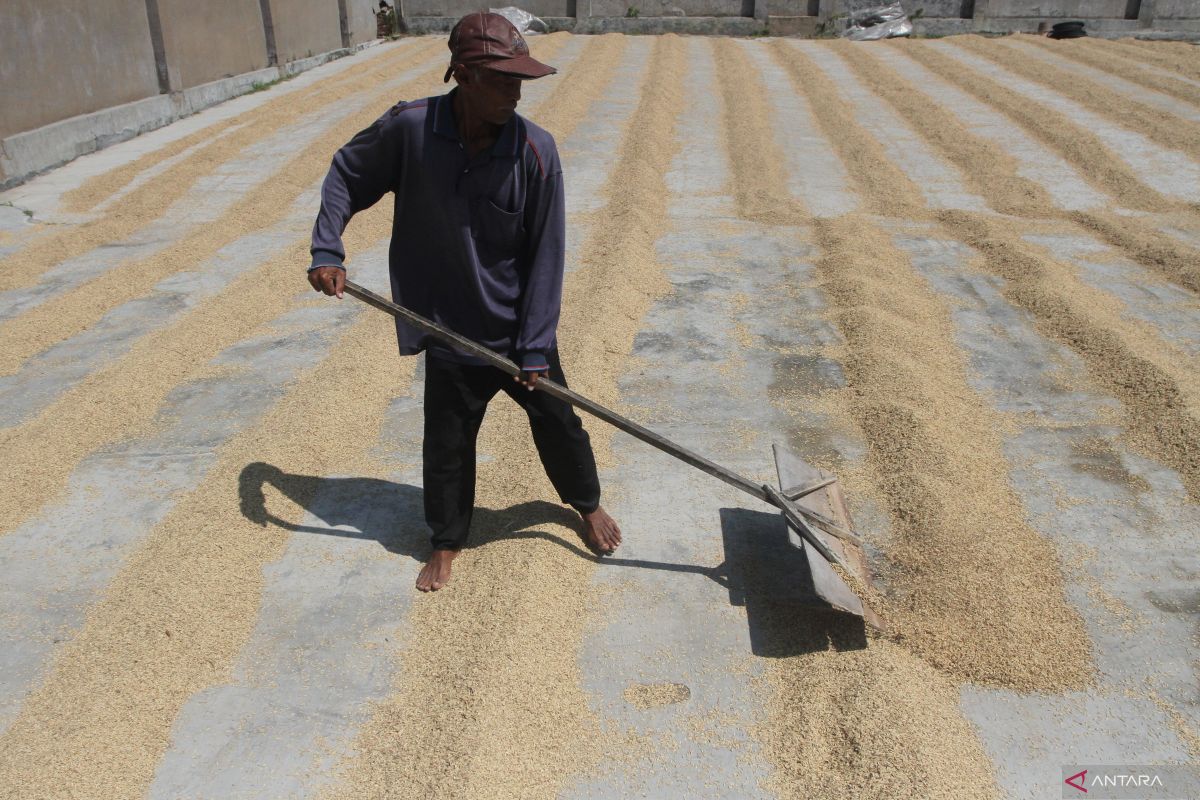 Produksi gabah Mukomuko turun akibat El Nino, tetap surplus beras