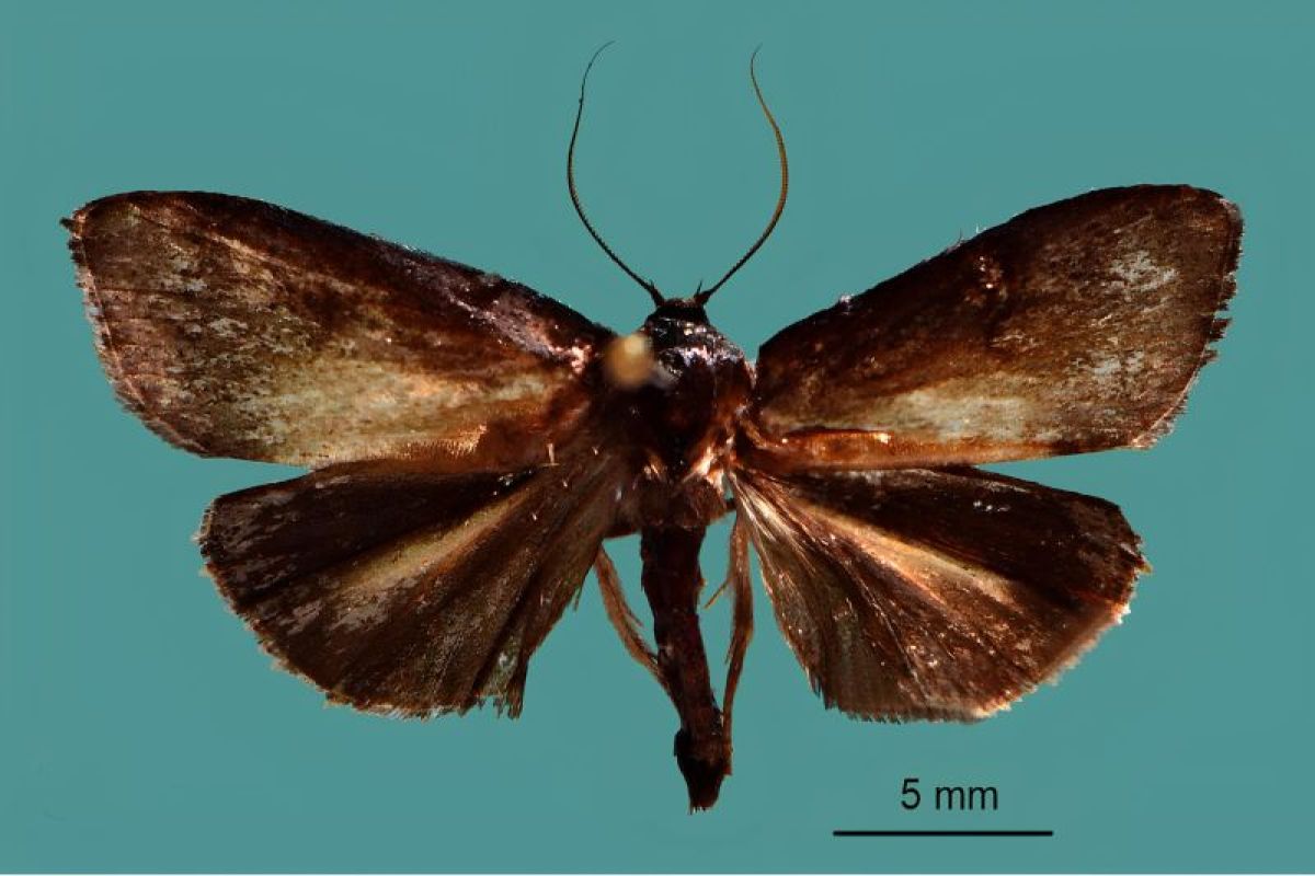 BRIN dan Universitas Sam Ratulangi temukan tiga ngengat jenis baru