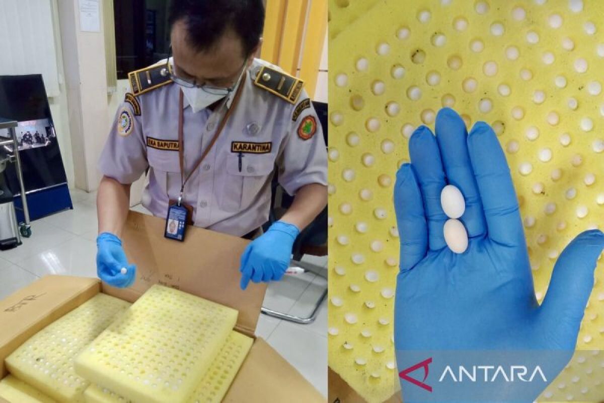 South Kalimantan Quarantine checks 5,000 swallow eggs to be sent to Semarang