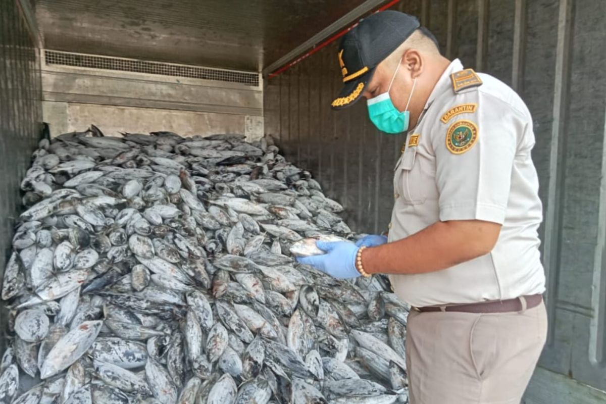 BKHIT fasilitasi pengiriman ikan cakalang asal Bacan Maluku Utara