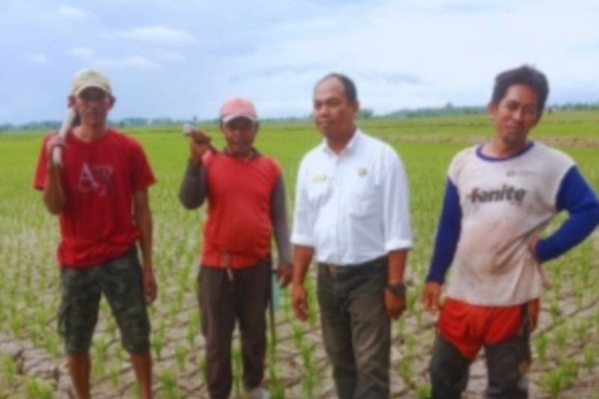 120 hektare lahan pertanian di Polman kesulitan pasokan air irigasi