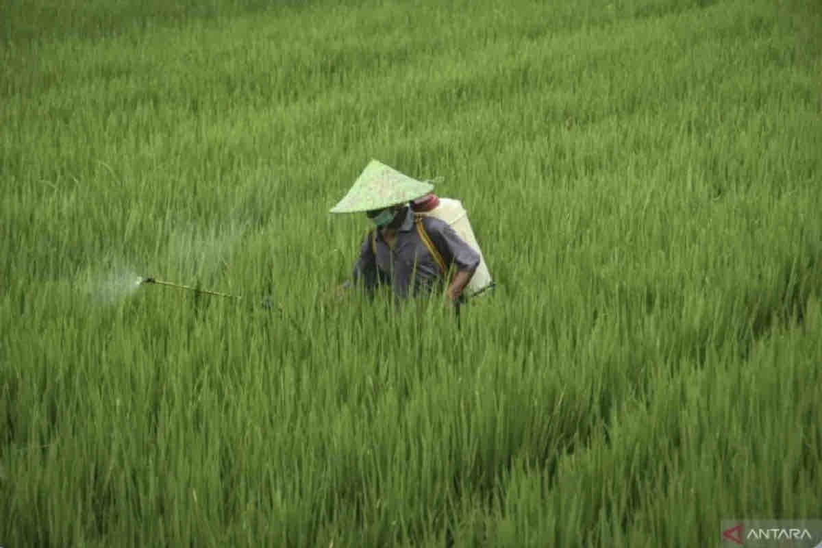 Kementan berikan relaksasi dengan turunkan biaya perlindungan varietas tanaman