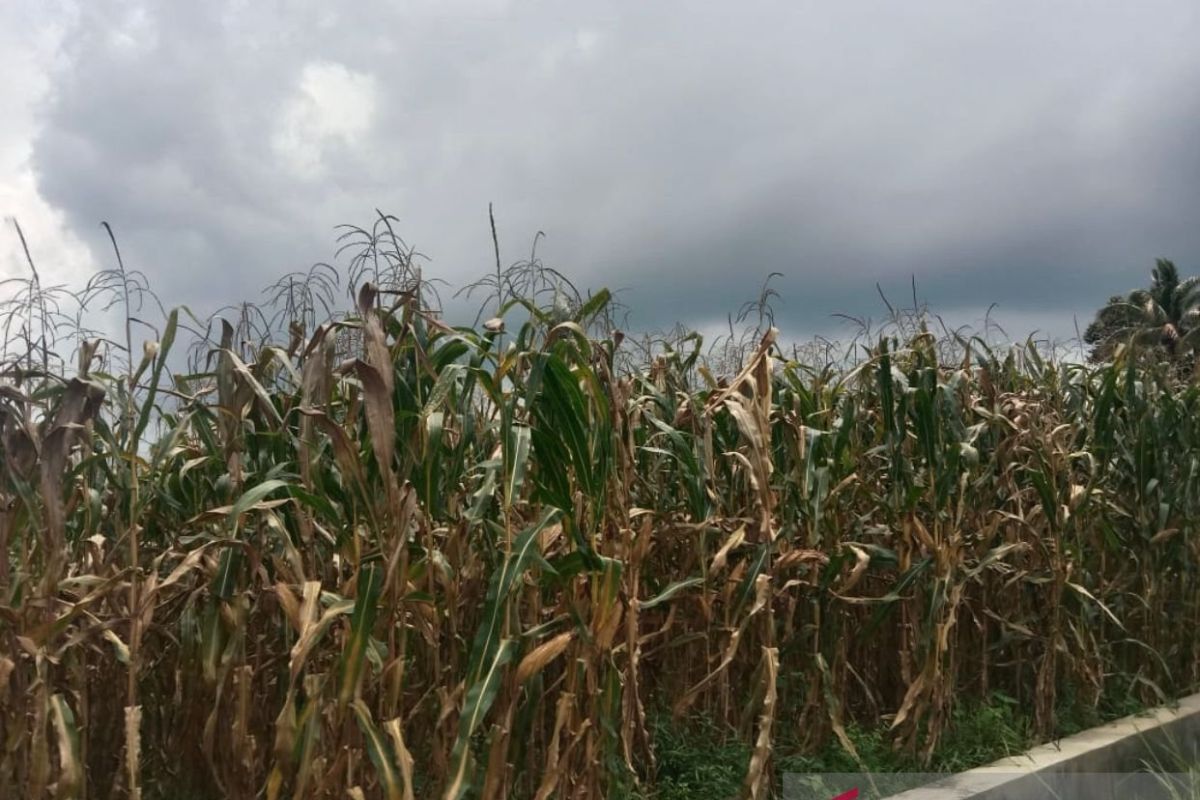 Harga jagung di Agam tembus Rp7.100 per kilogram