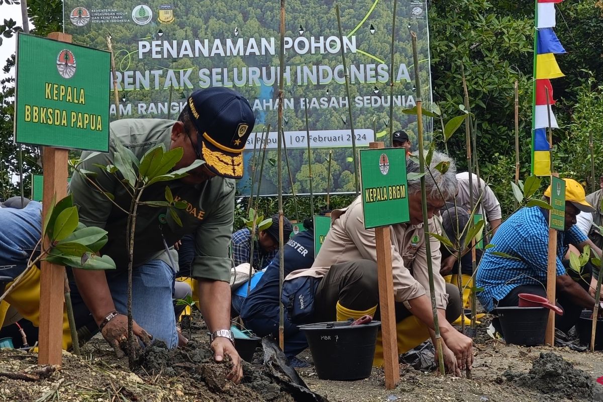 Menjaga hutan mangrove di Teluk Youtefa Jayapura dengan strategi 3M