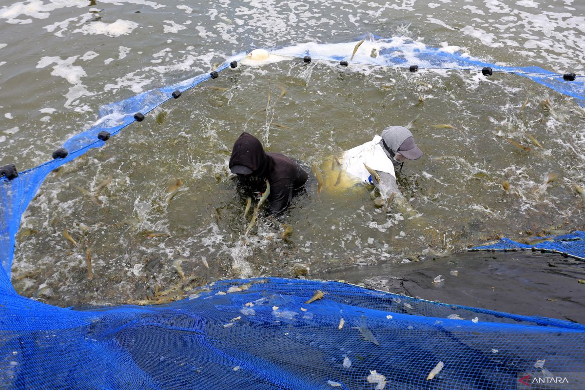 Asosiasi sebut punya program tingkatkan kapasitas pekerja tambak udang