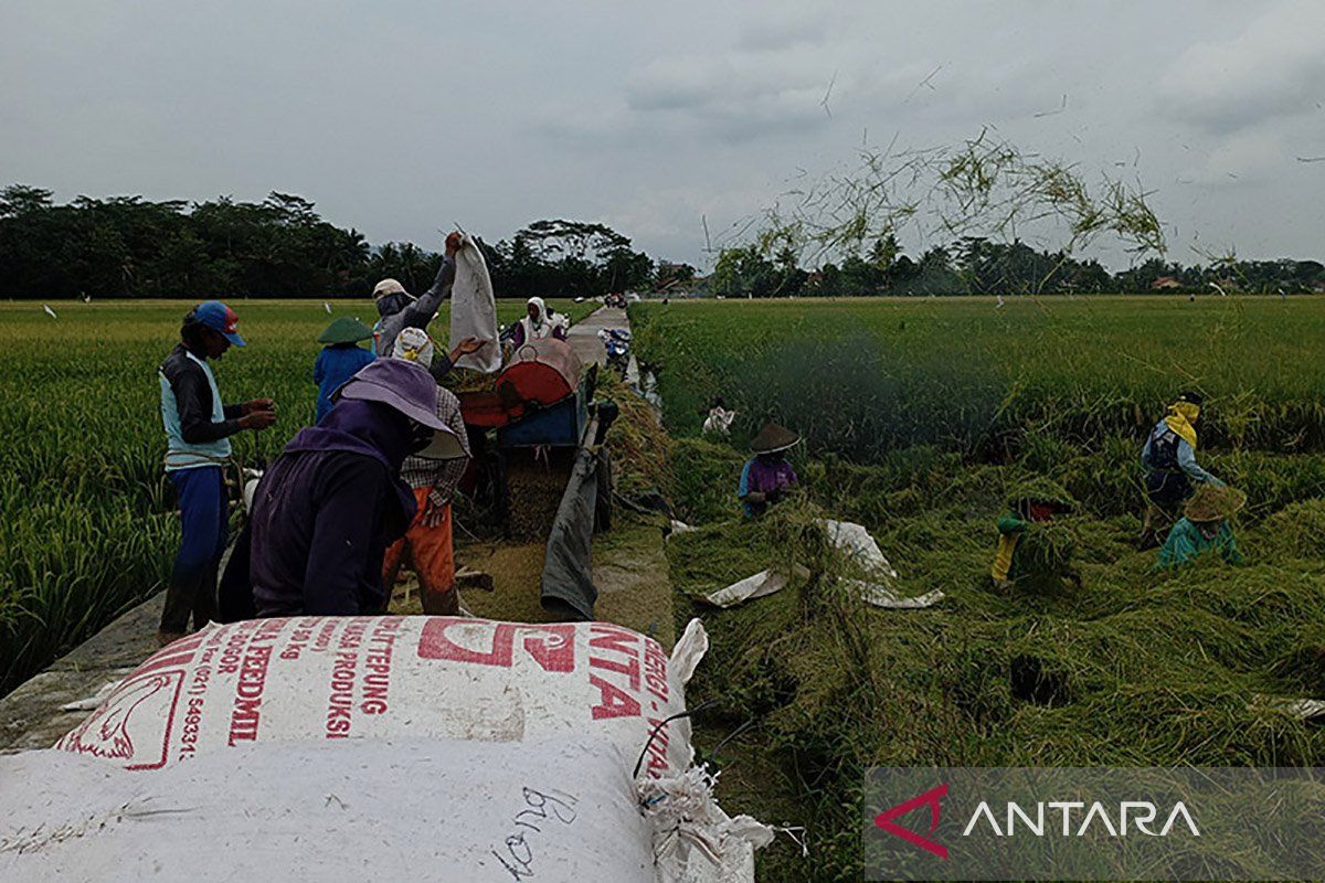 Perpadi Cilacap dukung sistem penyerapan gabah inisiasi Bulog Banyumas