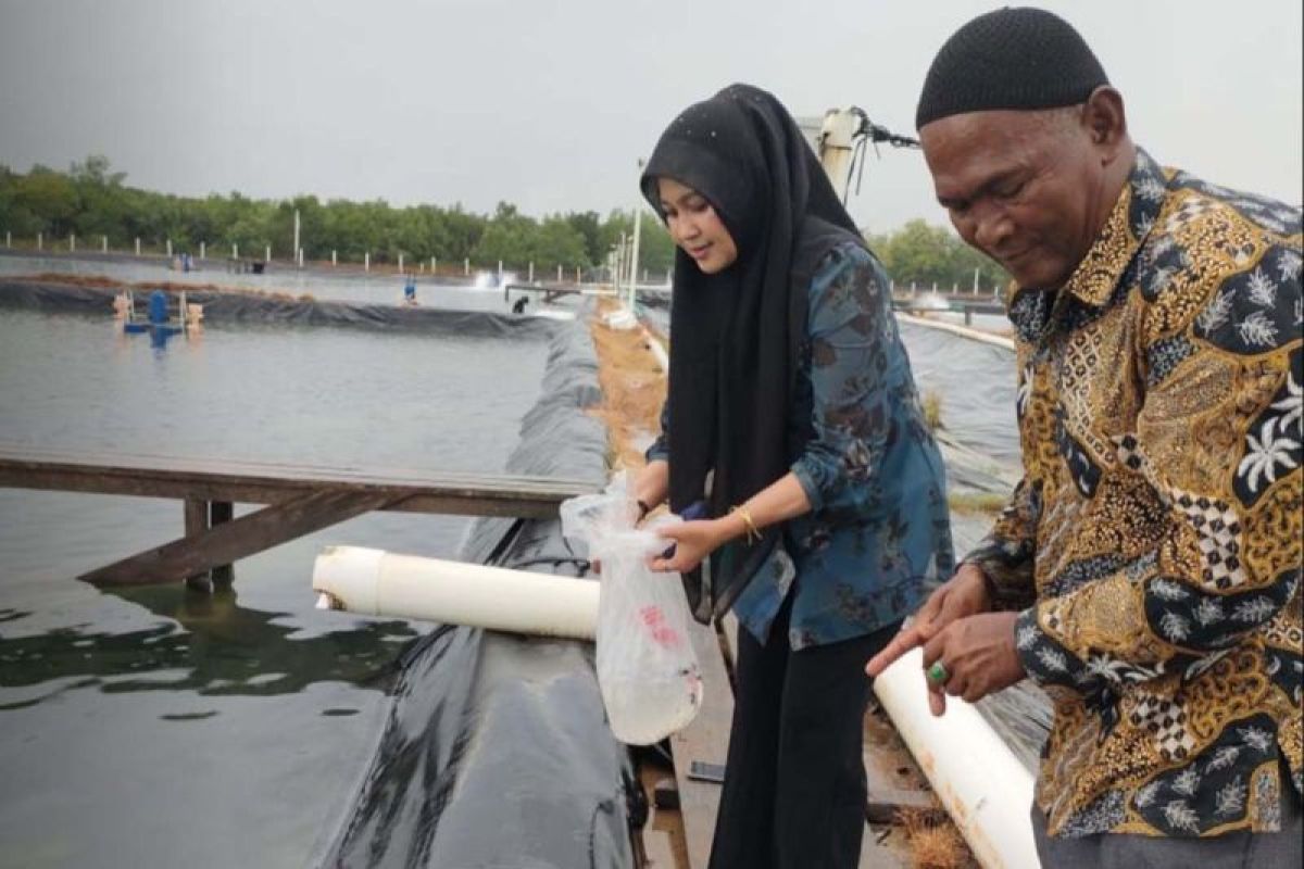 Pemkab Aceh Timur tebar ribuan benur tingkatkan produksi udang vaname