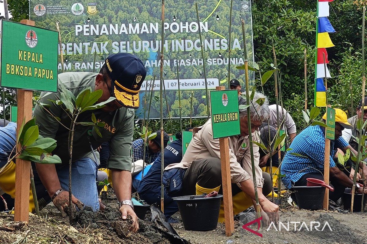 Melindungi hutan mangrove di Teluk Youtefa Jayapura dengan strategi 3M