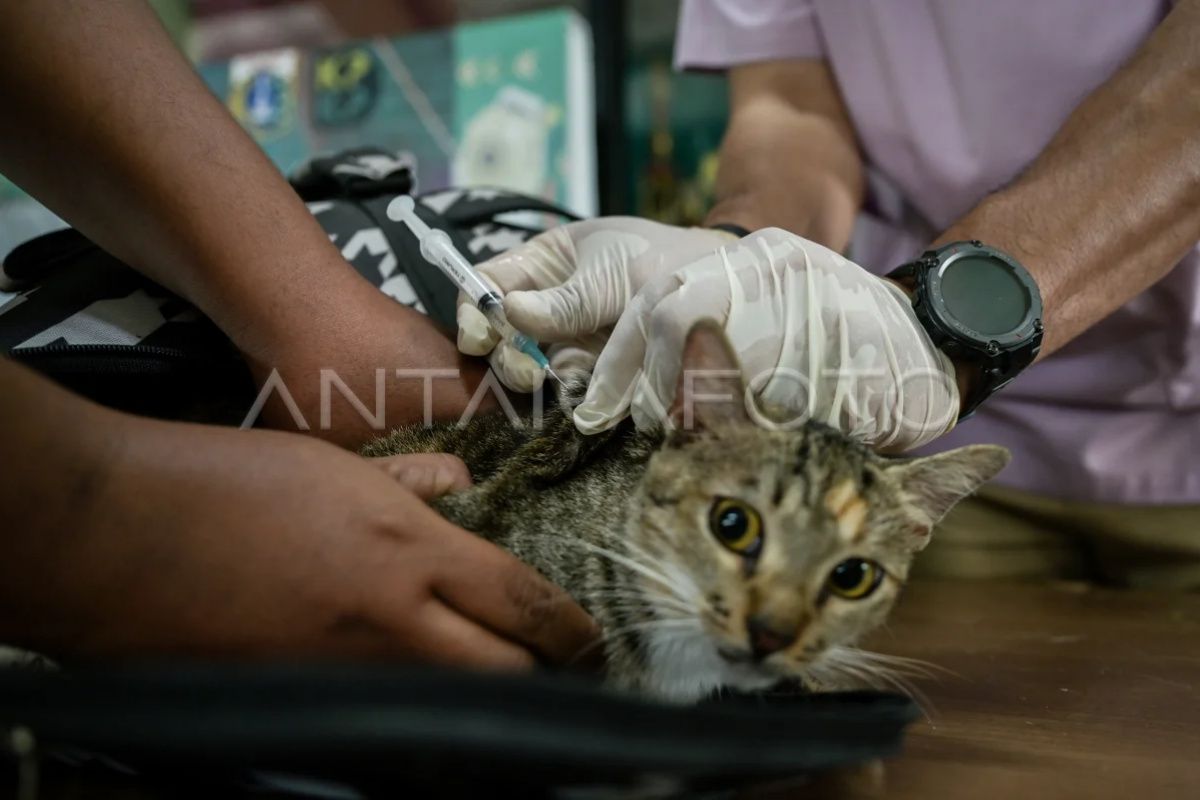 10 ribu hewan penular rabies disuntik vaksin