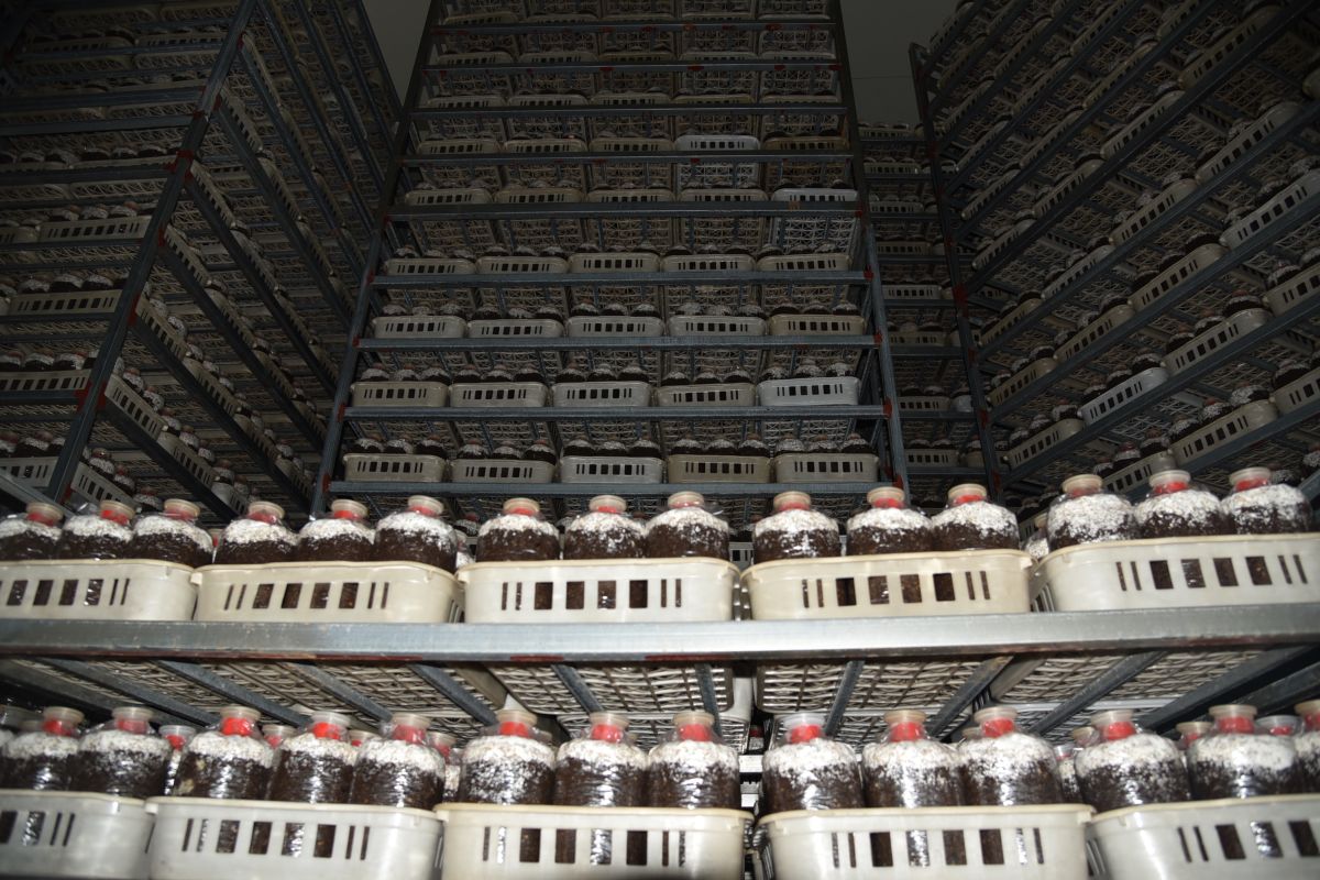 Produk-produk jamur  dari Guizhou laris manis hingga ke mancanegara