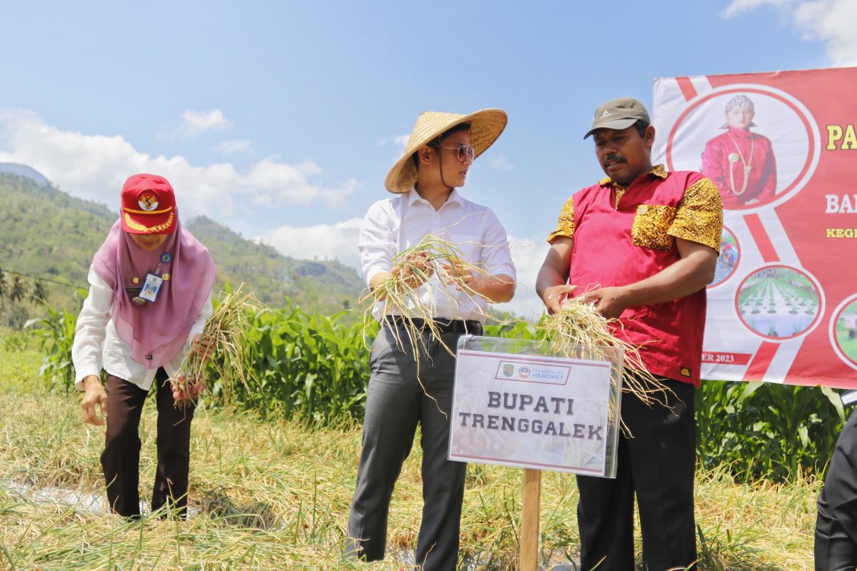 Pemkab Trenggalek kembangkan inovasi produktivitas pertanian