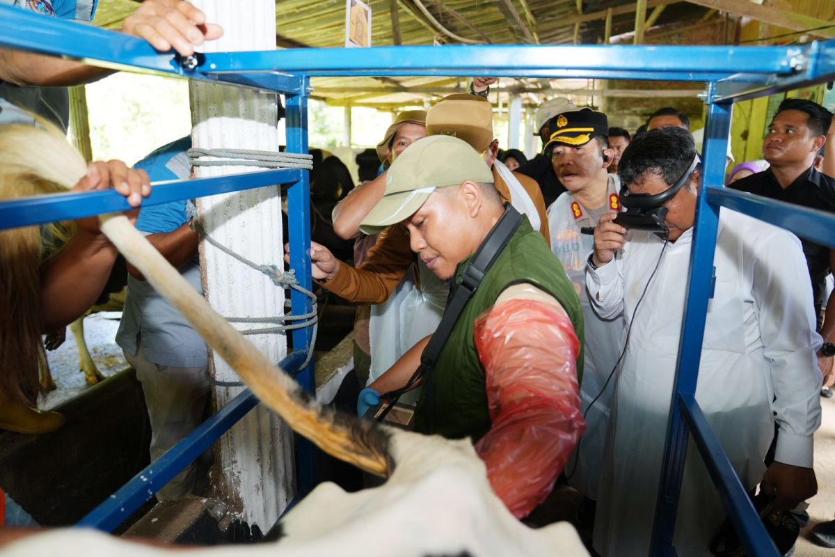 Penjabat Gubernur Sulsel targetkan Enrekang sentral sapi perah