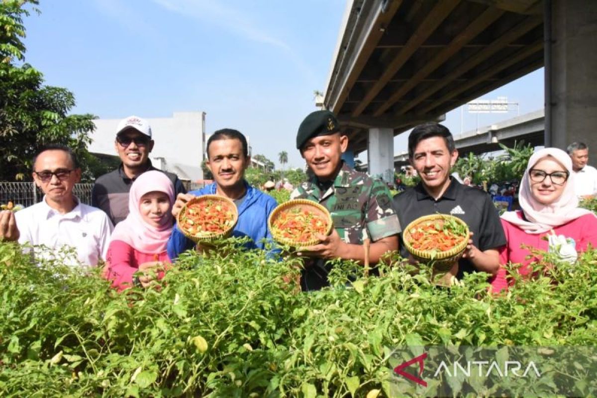 Jakarta Timur panen 300 kilogram cabai rawita di kolong Tol Becakayu