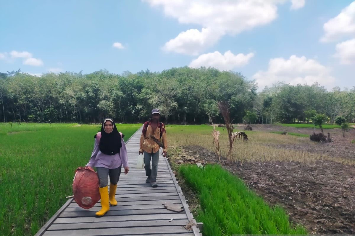 Petani di Balangan buat pintu air sederhana berfungsi simpan air