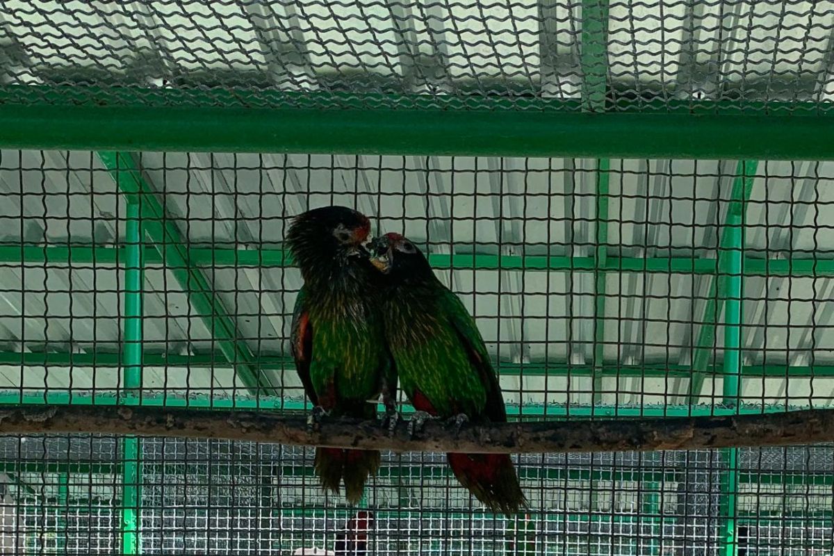 BKSDA Maluku terima 11 ekor burung paruh bengkok hasil translokasi dari BKSDA Sulsel