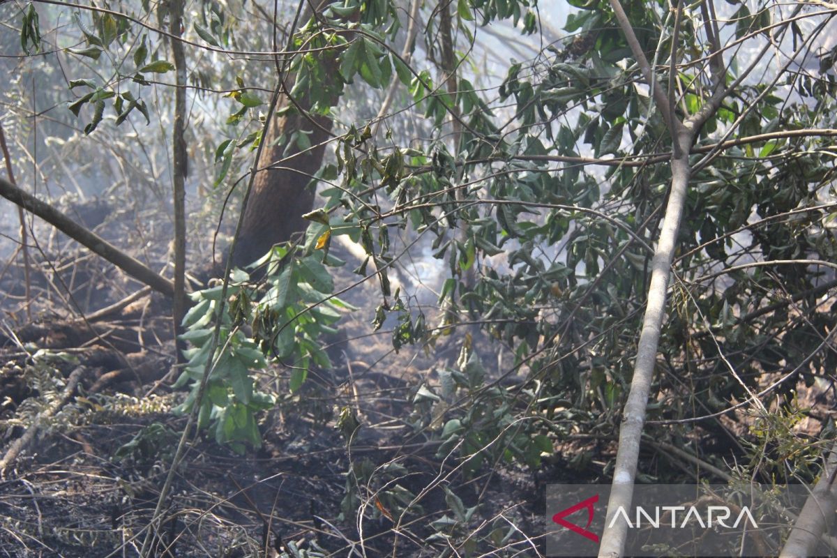 Gawat, kebakaran lahan mulai landa Dumai