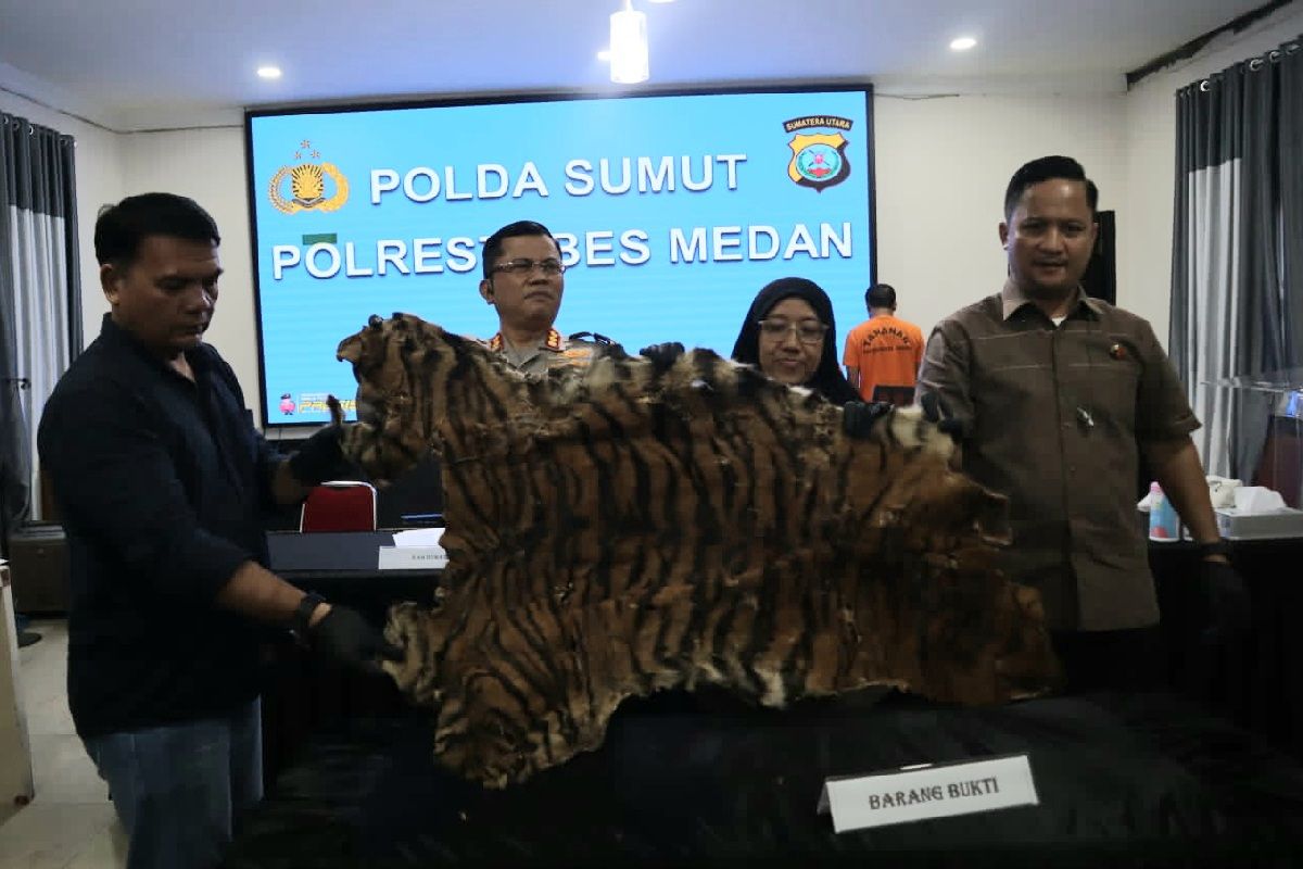 Polrestabes Medan tangkap dua penjual kulit harimau sumatera