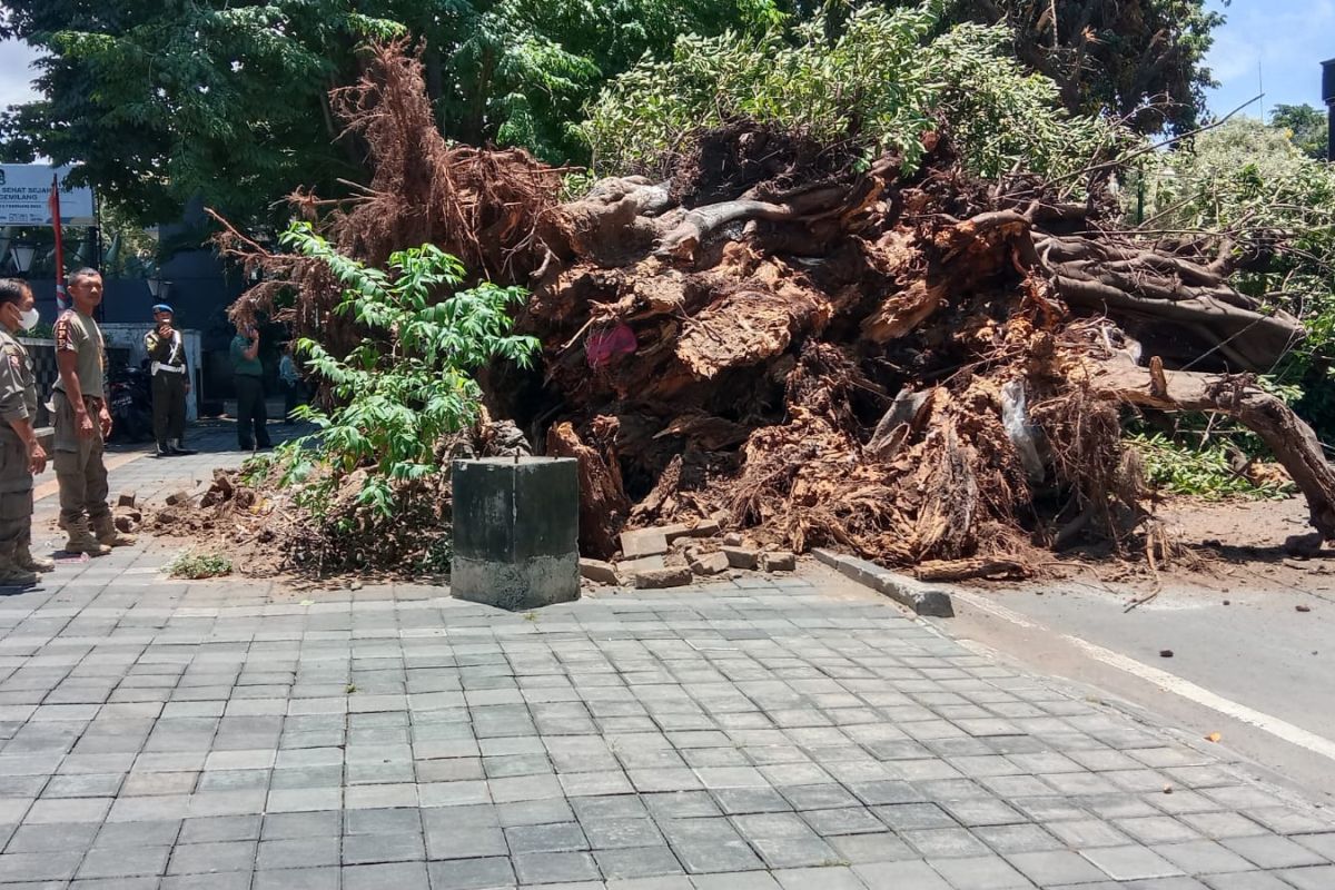 Empat warga tertimpa pohon tumbang di Mataram