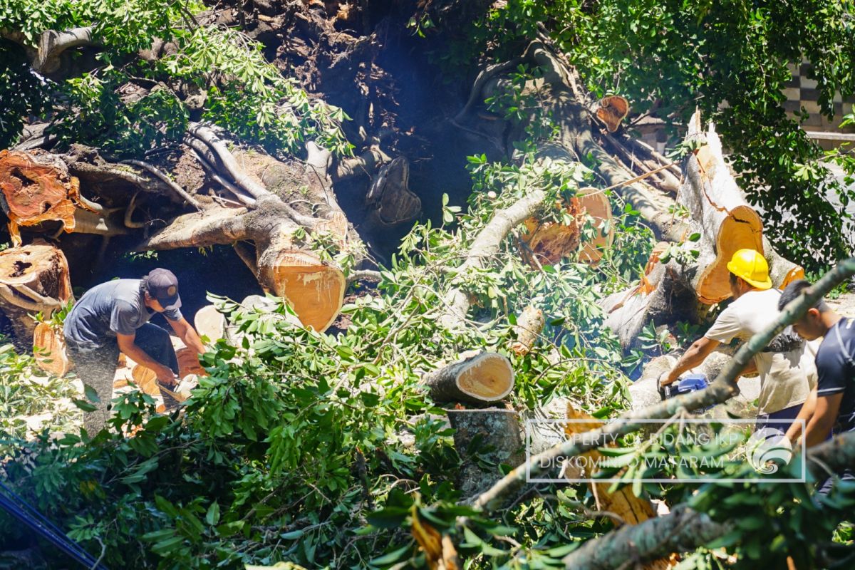 DLH Mataram kerahkan alat berat tangani pohon beringin yang tumbang
