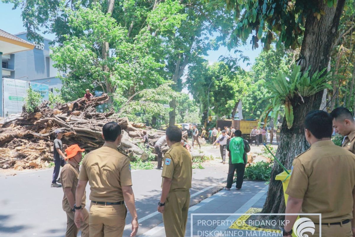 Wali Kota Mataram pantau evakuasi pohon tumbang