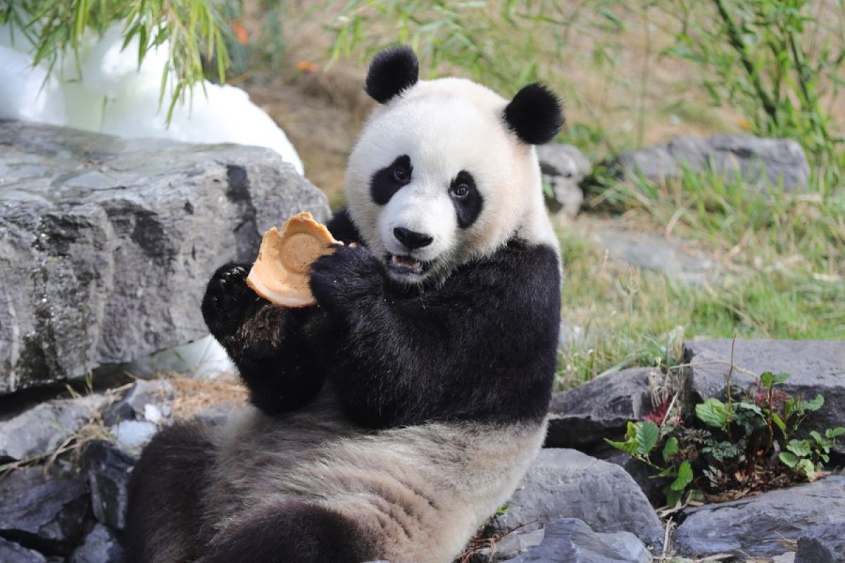 Tiga ekor panda di taman satwa Belgia akan dipulangkan ke China