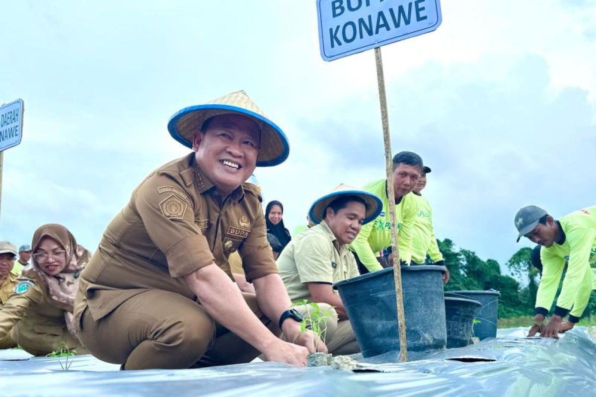 Pemda Konawe tanam cabai secara serentak untuk cegah inflasi