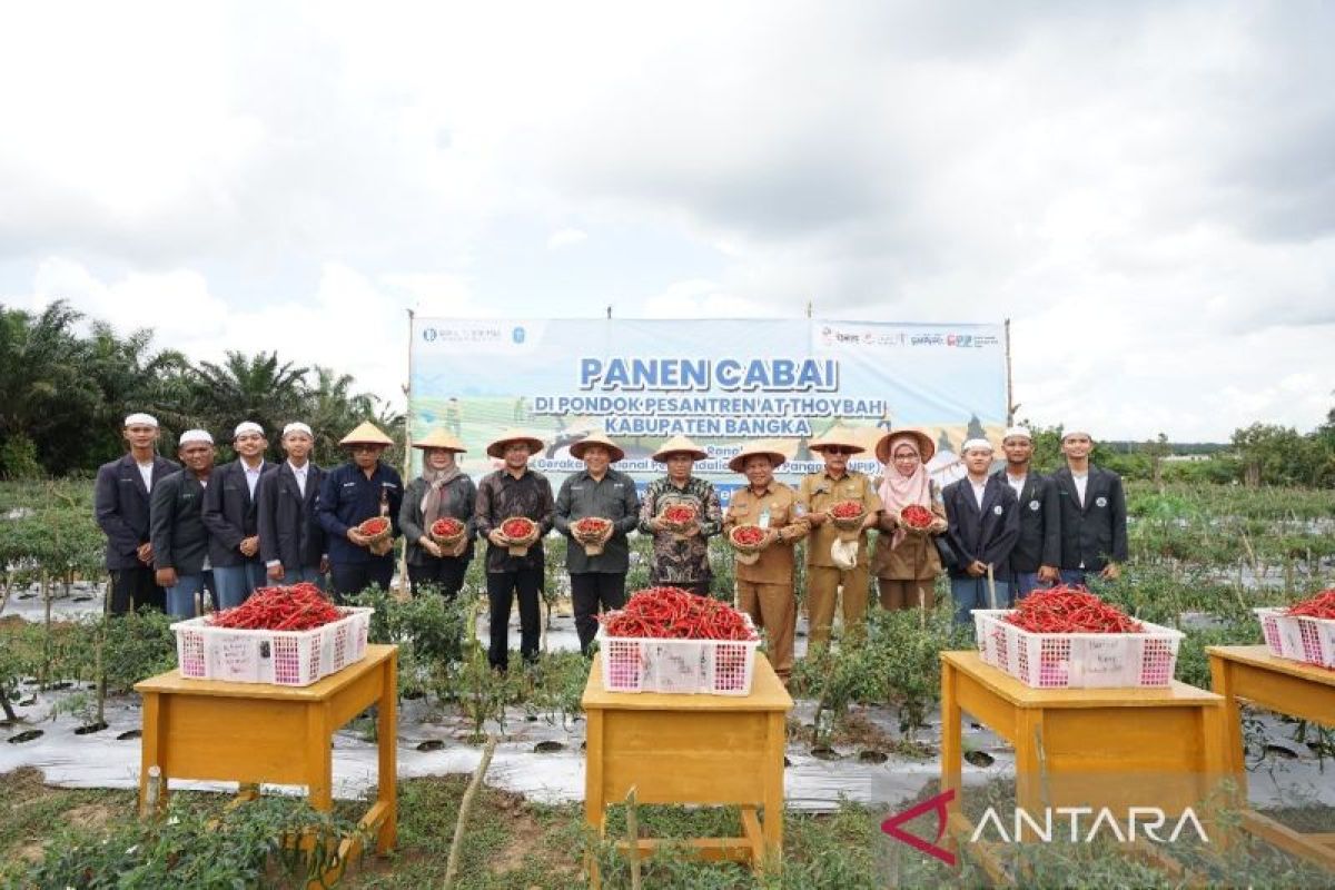 Panen cabai merah di Pondok Pesantren At-Thoybah Bangka, BI: Pasokan diharapkan semakin terjaga