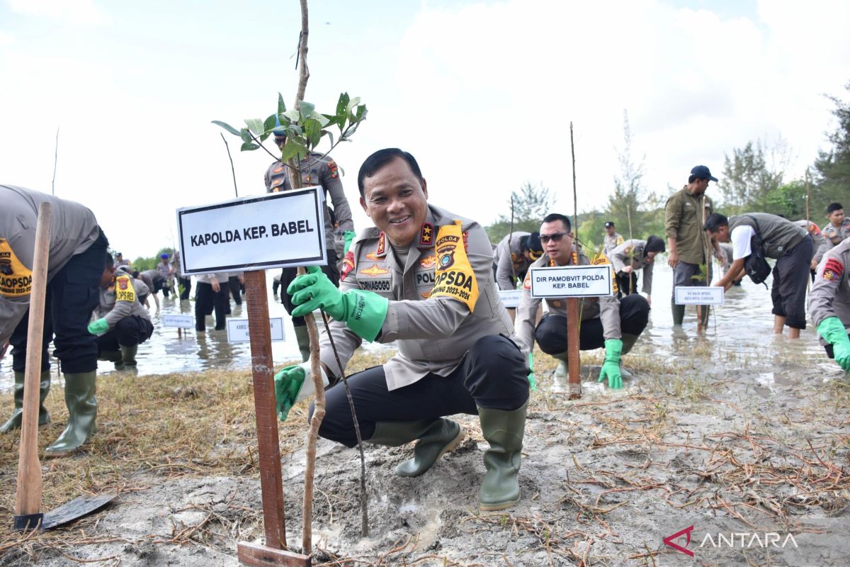 Polda Babel tanam 1.300 pohon mangrovedi kawasan eks tambang