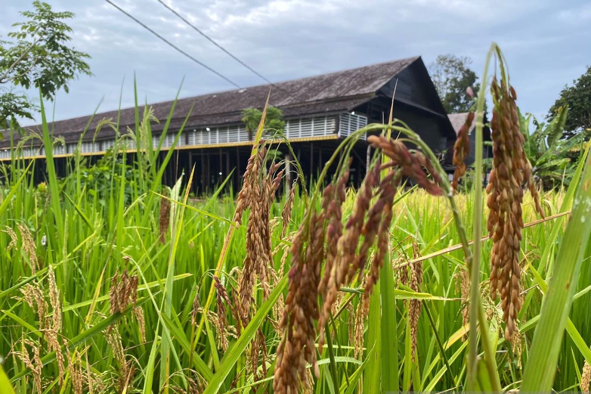 Musim panen padi harga beras premium lokal di Kapuas Hulu turun