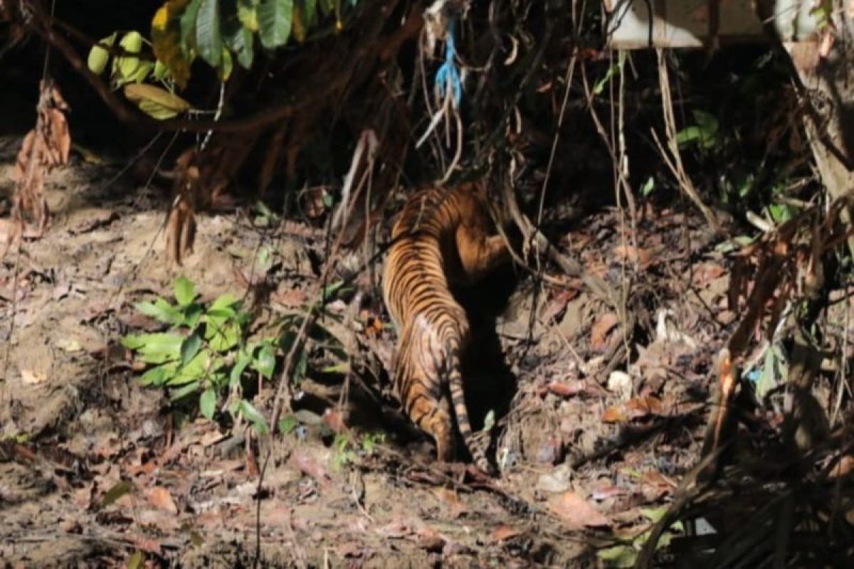 KLHK lepasliarkan harimau sumatera di habitat TN Gunung Leuser