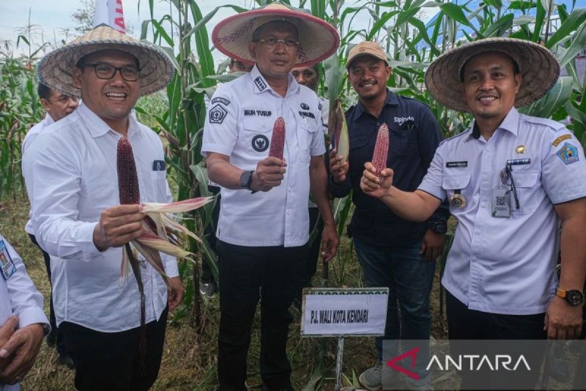 Pemkot Kendari panen jagung ungu di lahan Lapas binaan  Dinas Pertanian