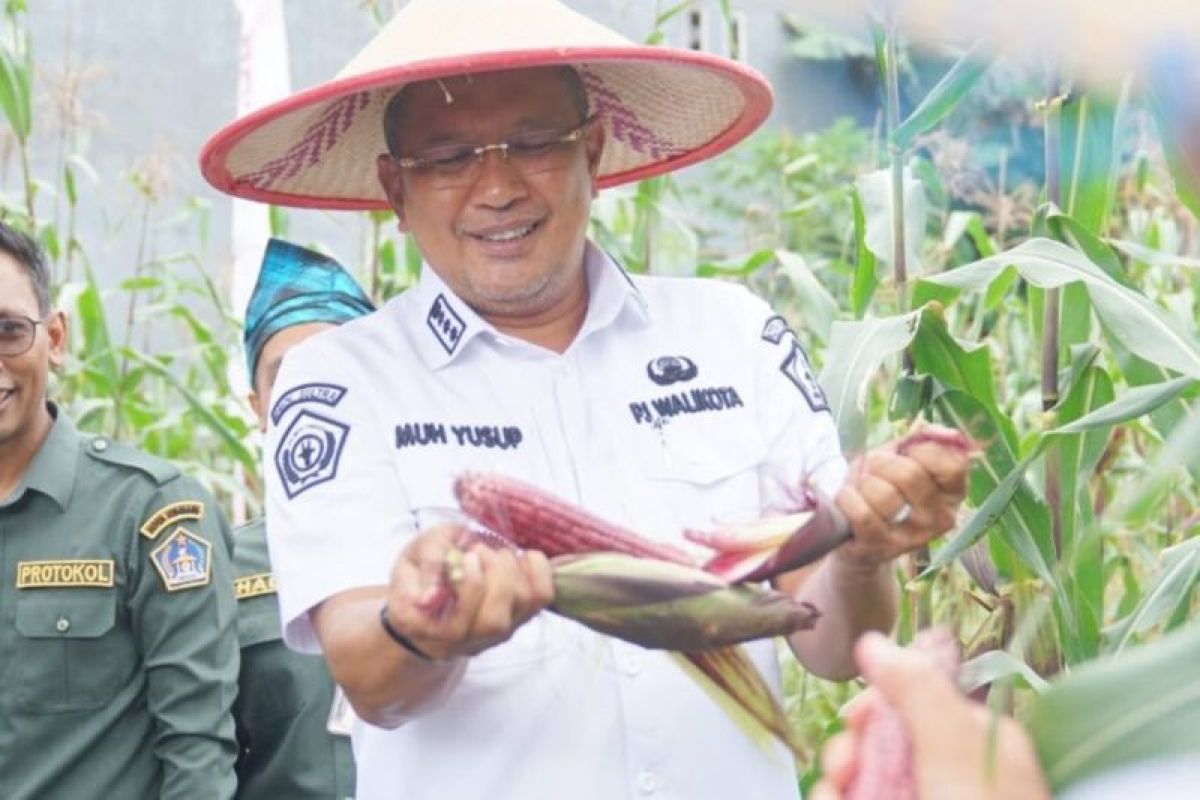 Pemkot bersama warda binaan panen jagung di lahan tidur milik Lapas Kendari