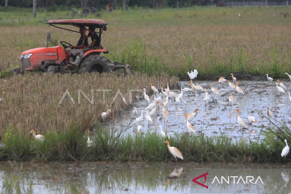 Petani Abdya dalam persiapan tanam padi rendengan untuk tekan harga