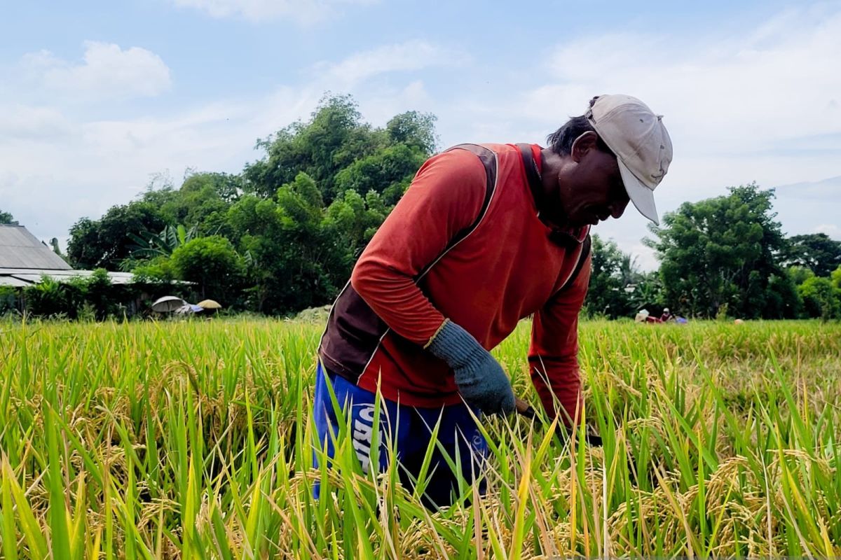 Pemkab Situbondo mudahkan petani tebus jatah pupuk subsidi