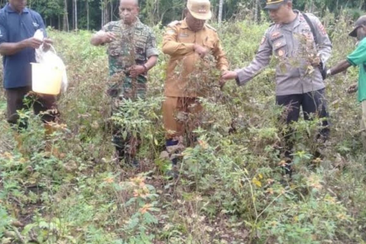 Distan Biak siapkan lahan 1 hektare untuk tanam kacang hijau