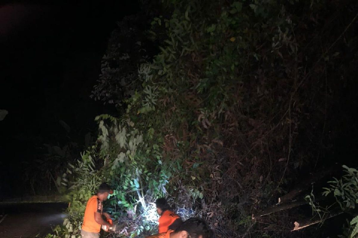 Pohon tumbang ganggu arus lalu lintas, BPBD Pesisir Selatan gerak cepat lakukan evakuasi