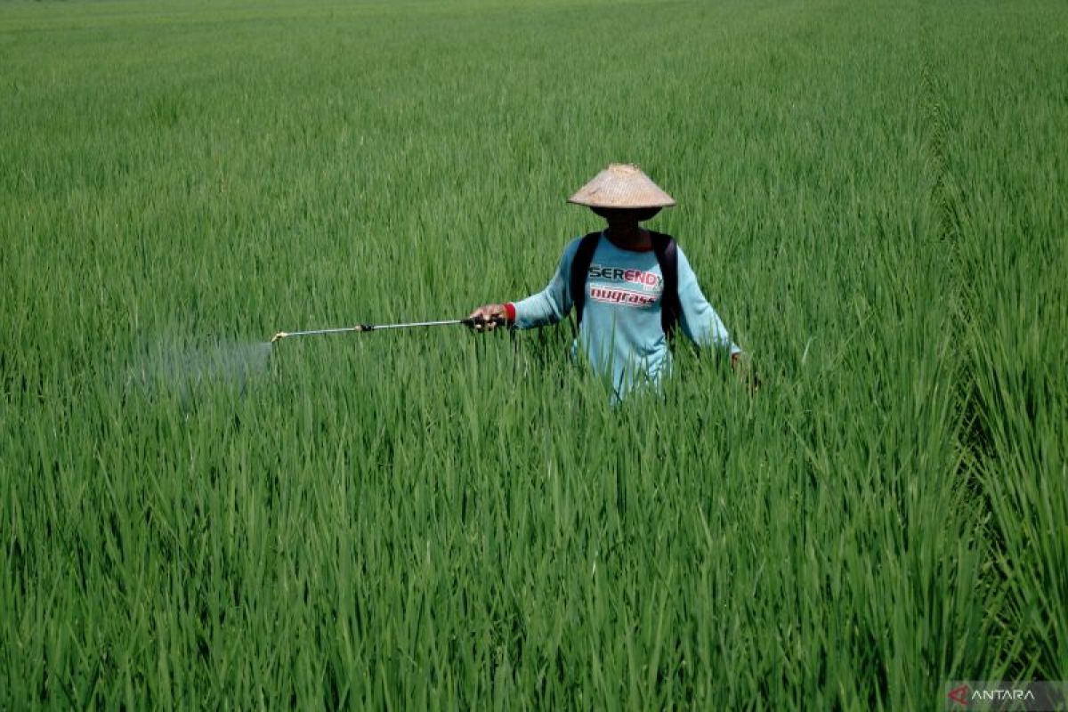 Seputar Kalsel Tapin swasembada beras hingga pecinta pusaka Banua